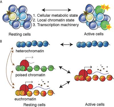 Targeting Epigenetics to Cure HIV-1: Lessons From (and for) Cancer Treatment